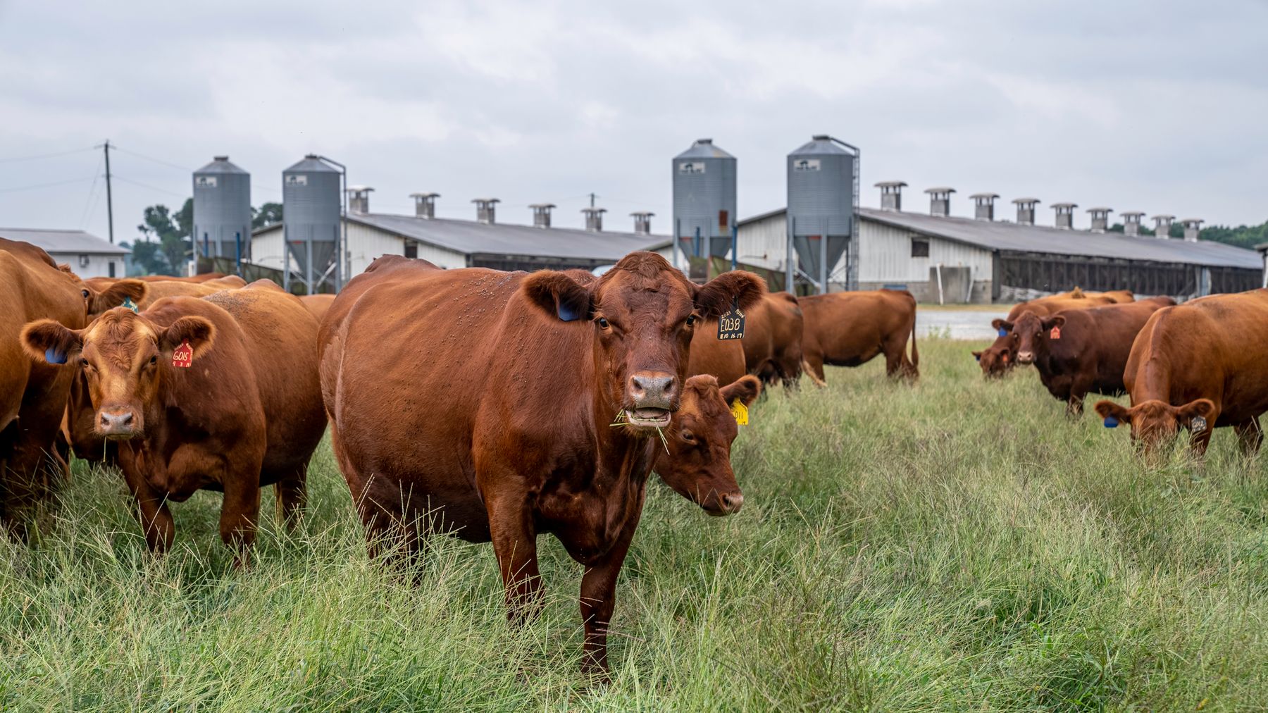 Herd of cattle on a South Carolina farm with feed silos in the background